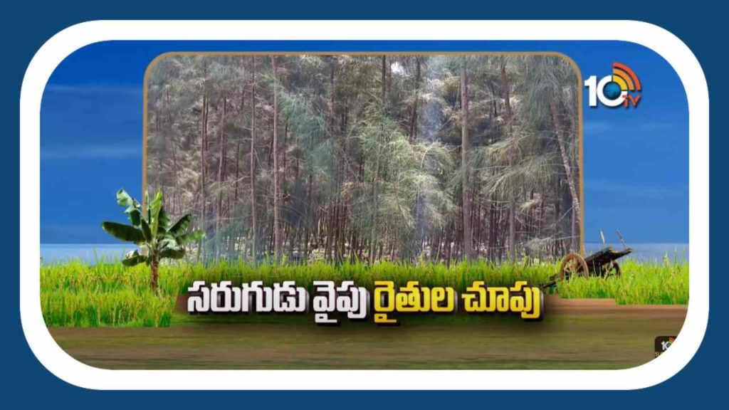 Sarugudu Cultivation