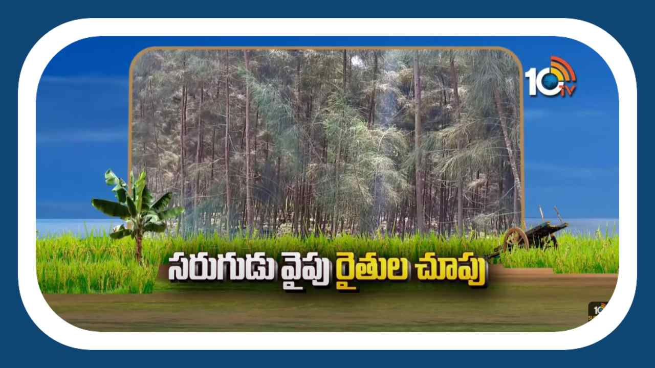 Sarugudu Cultivation : తక్కువ పెట్టుబడితో రైతుకు ఆర్ధిక చేయూతనిస్తున్న సరుగుడు కలప సాగు Sarugudu Cultivation : తక్కువ పెట్టుబడితో రైతుకు ఆర్ధిక చేయూతనిస్తున్న సరుగుడు కలప సాగు