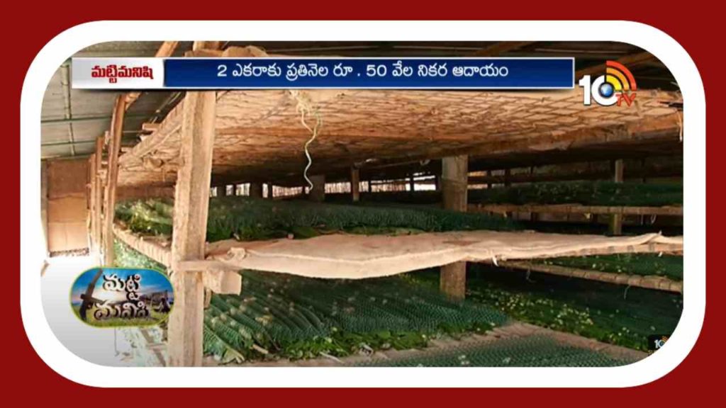 Silkworms Cultivation