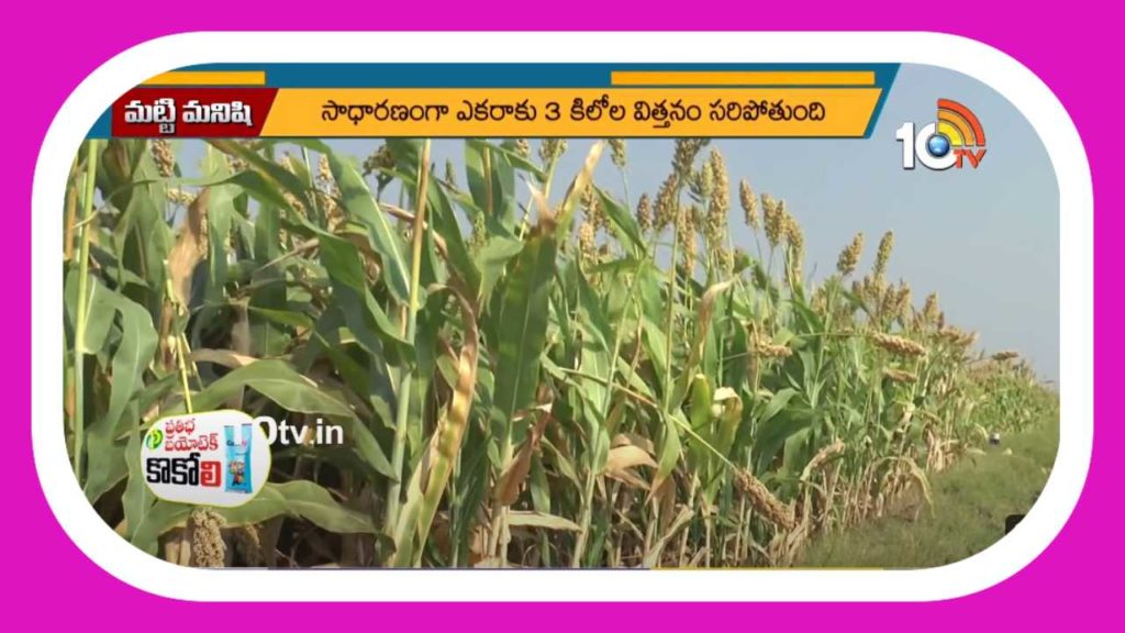 Sorghum Cultivation