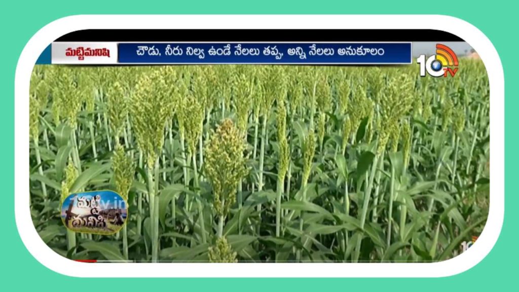 Sorghum Seeds