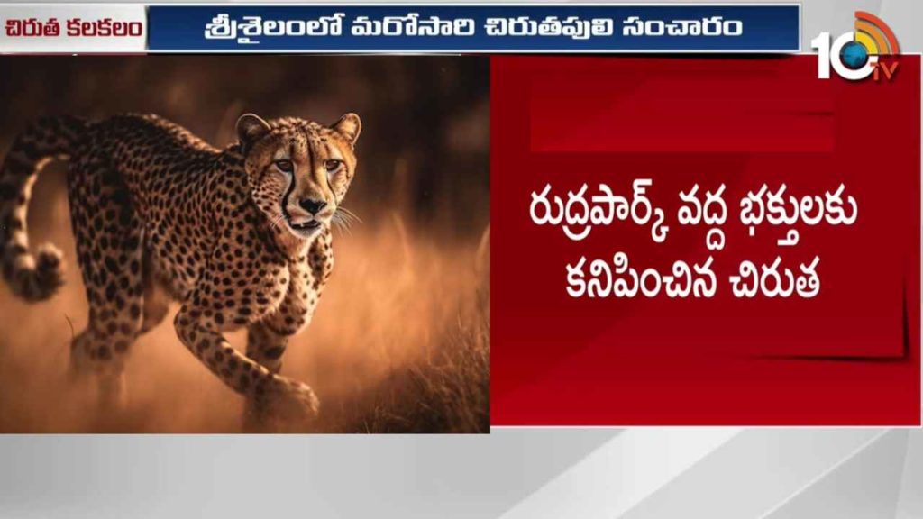 Srisailam Cheetah