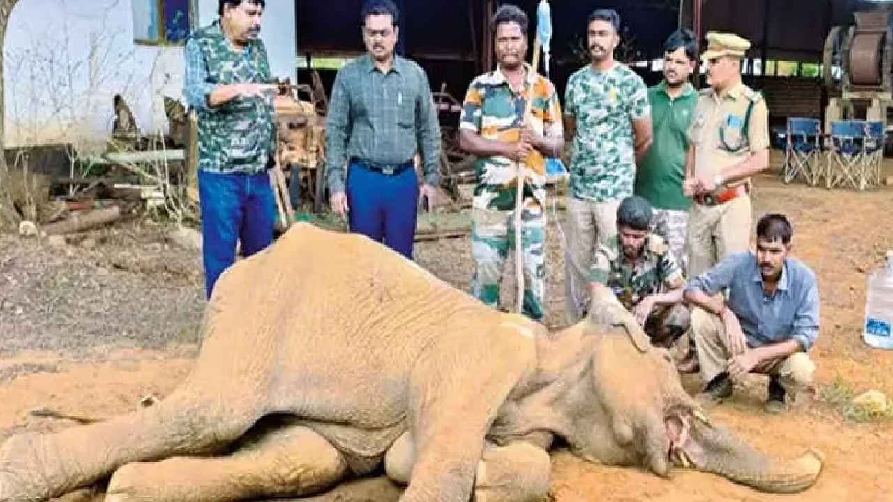 Tamil Nadu : గుండెలు పిండే విషాదం.. పండు అనుకుని నాటు బాంబు కొరికిన ఏనుగు, బాంబు పేలి తీవ్ర గాయంతో గజరాజు మృతి Tamil Nadu : గుండెలు పిండే విషాదం.. పండు అనుకుని నాటు బాంబు కొరికిన ఏనుగు, బాంబు పేలి తీవ్ర గాయంతో గజరాజు మృతి