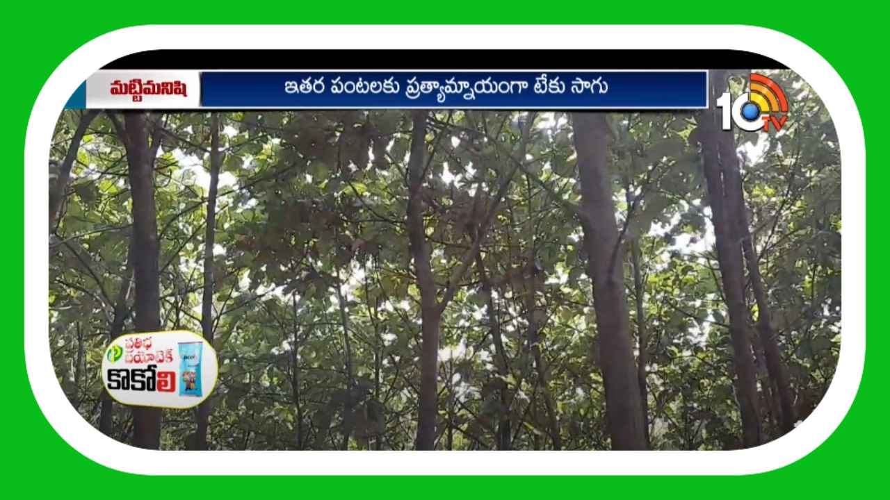 Teak Cultivation : బంజరు భూముల్లో టేకు మొక్కల పెంపకం Teak Cultivation : బంజరు భూముల్లో టేకు మొక్కల పెంపకం