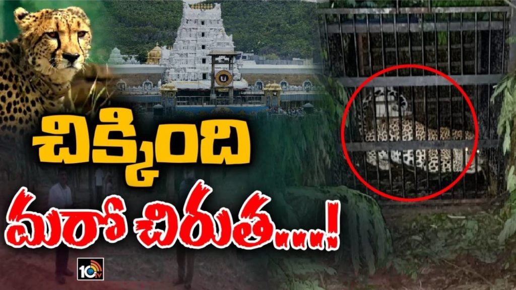 Tirumala Leopard