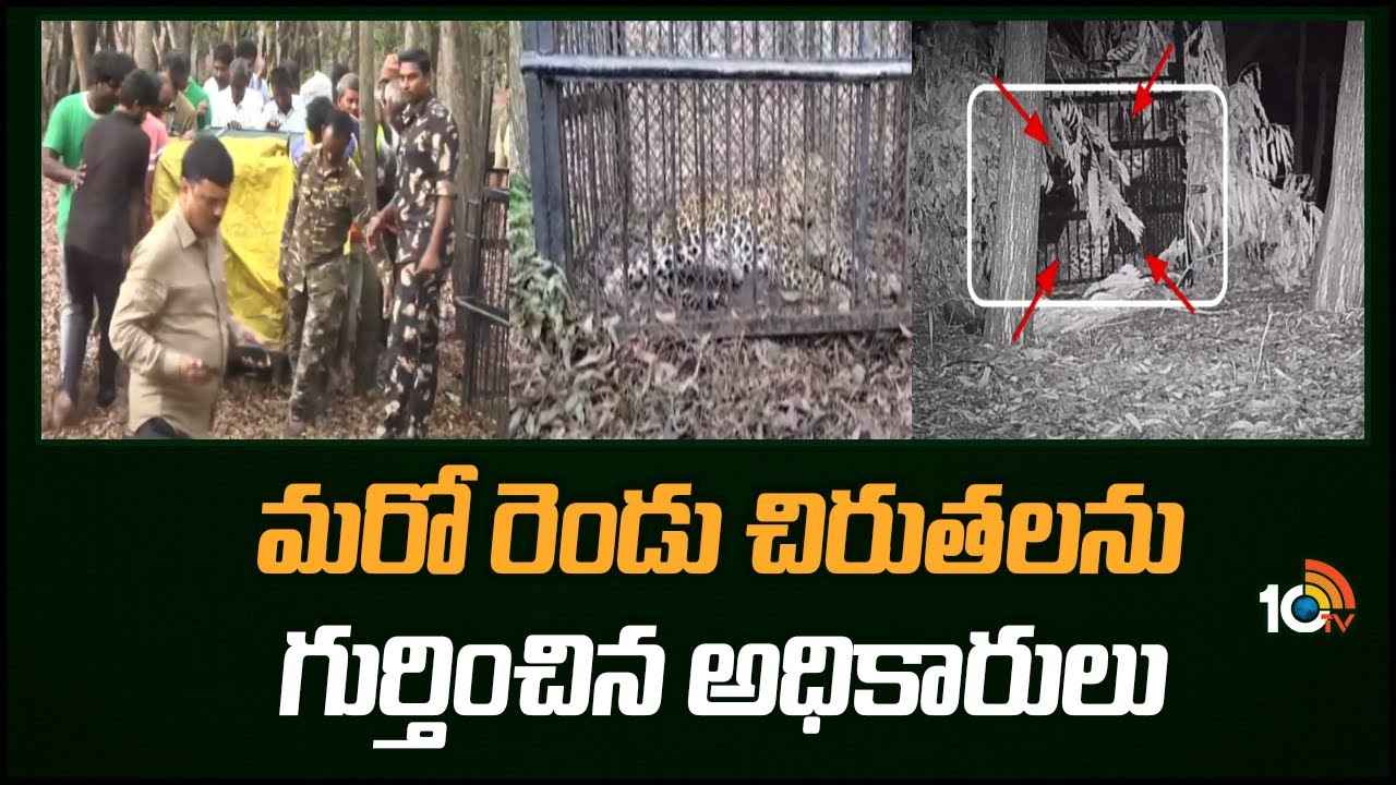 Tirumala : తిరుమలలో మళ్లీ కలకలం.. మరో రెండు చిరుతలను గుర్తించిన అధికారులు, కొనసాగుతున్న ఆపరేషన్ చీతా Tirumala : తిరుమలలో మళ్లీ కలకలం.. మరో రెండు చిరుతలను గుర్తించిన అధికారులు, కొనసాగుతున్న ఆపరేషన్ చీతా