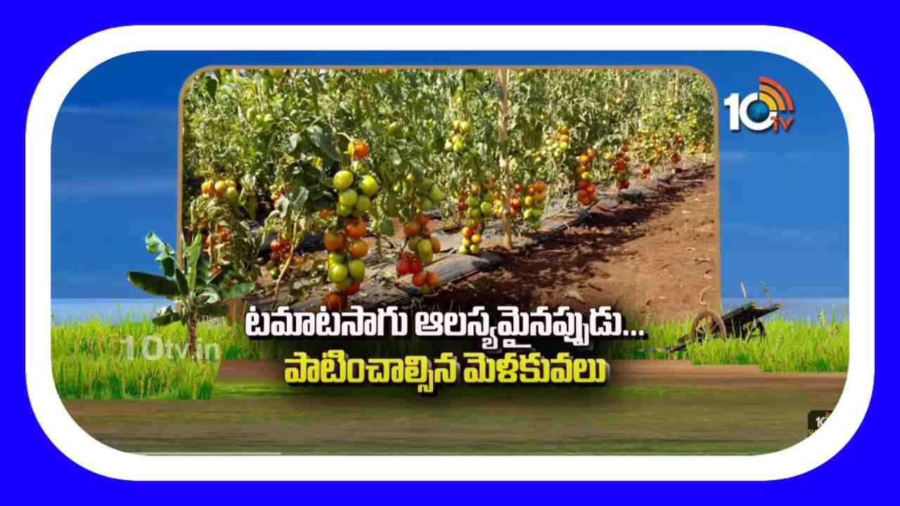 Tomato Cultivation : టమాటో సాగులో అధిక దిగుబడులకోసం సాగులో చేపట్టాల్సిన మెళకువులు Tomato Cultivation : టమాటో సాగులో అధిక దిగుబడులకోసం సాగులో చేపట్టాల్సిన మెళకువులు