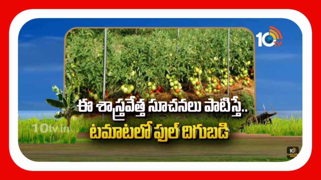 Tomato Cultivation