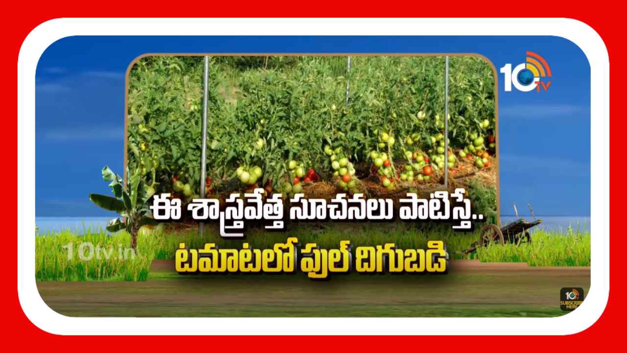 Tomato Cultivation : టమాటలో దిగుబడి పెంచుకునేందుకు శాస్త్రవేత్తల సూచనలు Tomato Cultivation : టమాటలో దిగుబడి పెంచుకునేందుకు శాస్త్రవేత్తల సూచనలు