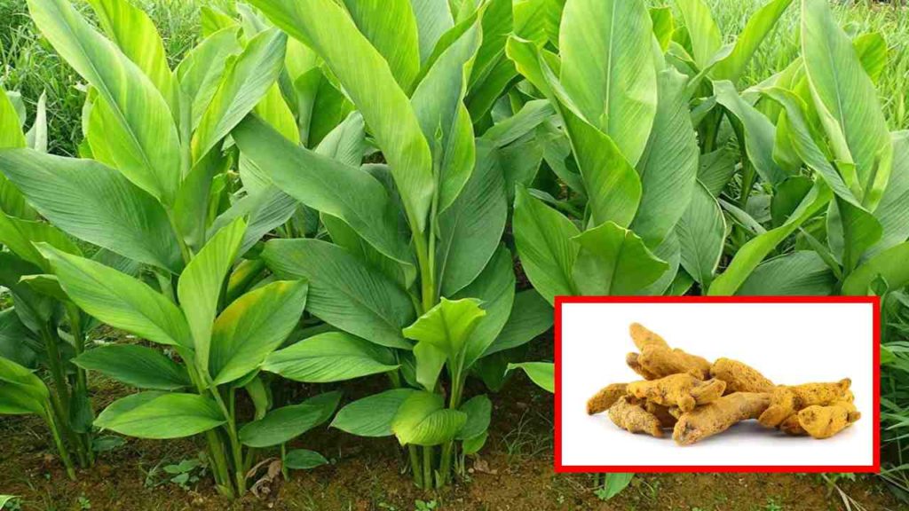 Turmeric