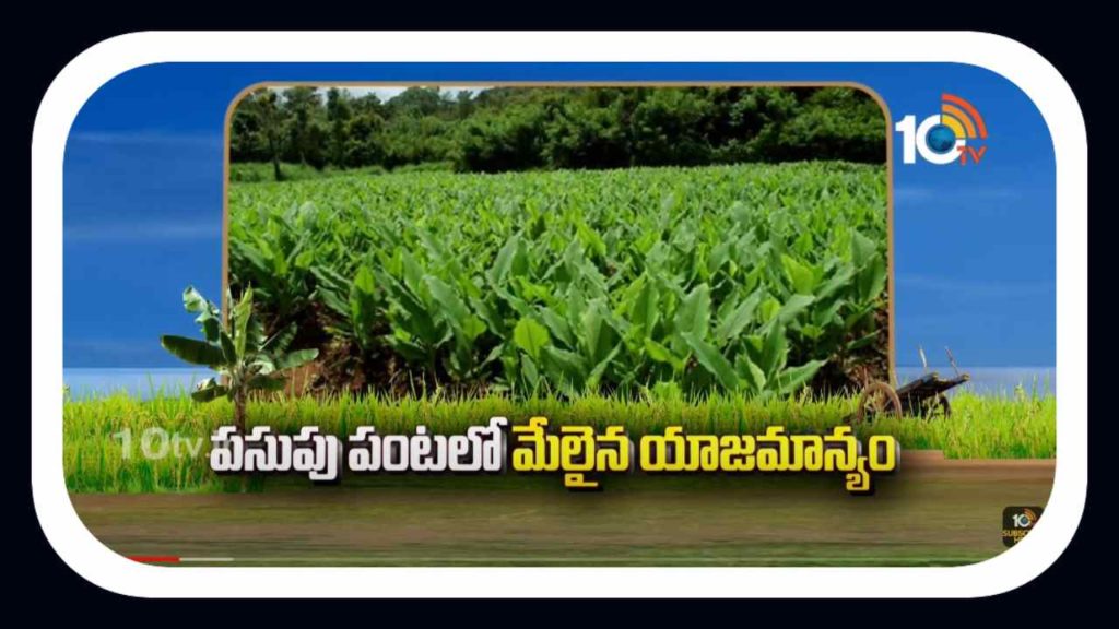 Turmeric Crop