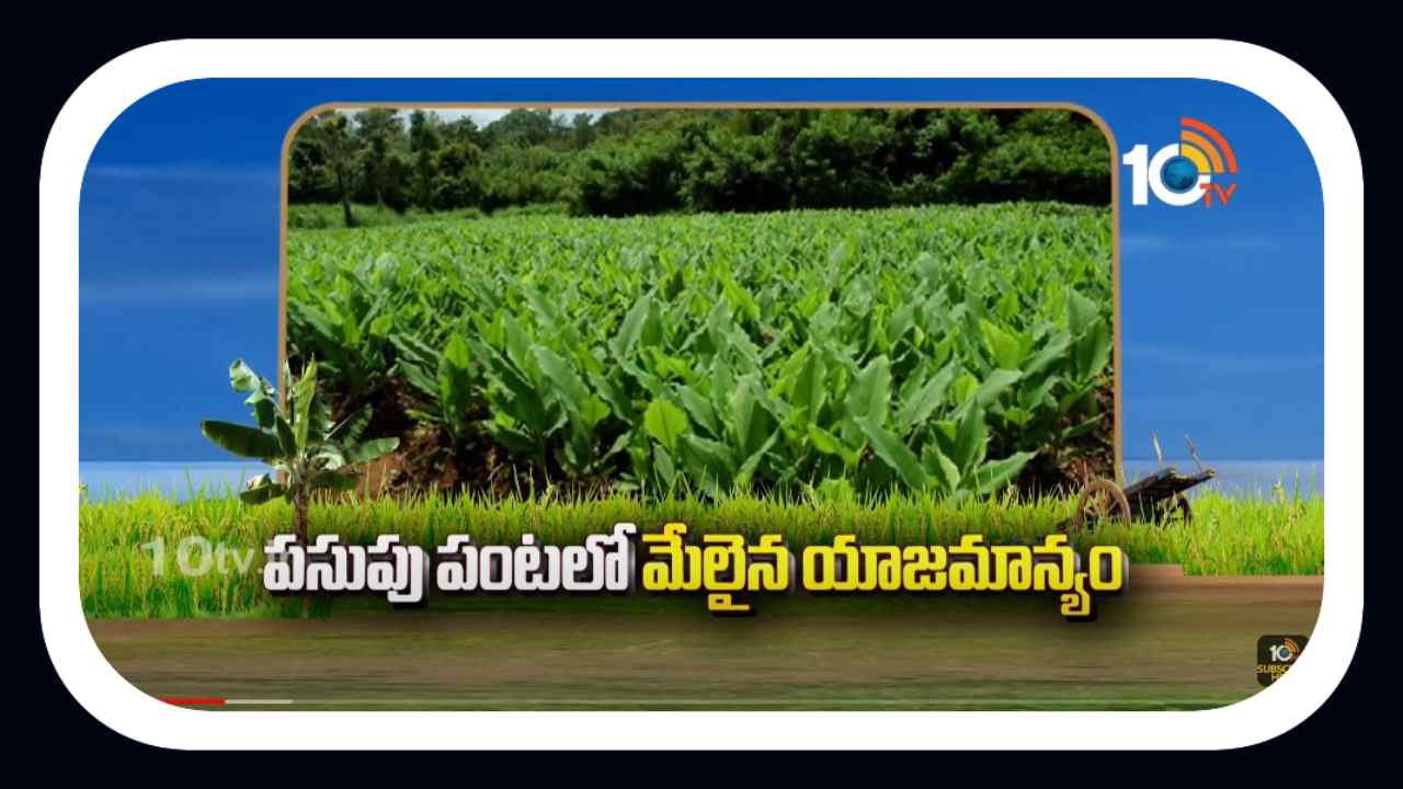 Turmeric Crop : అధిక వర్షాలతో పసుపుకు తెగుళ్ల బెడద Turmeric Crop : అధిక వర్షాలతో పసుపుకు తెగుళ్ల బెడద