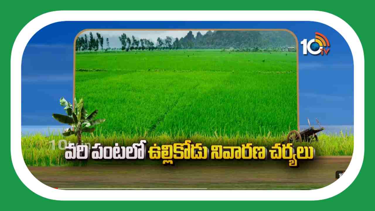 Ullikodu Prevention : వరిలో పంటలో ఉల్లికోడు ఉదృతి.. నివారణకు చేపట్టాల్సిన సస్యరక్షణ చర్యలు Ullikodu Prevention : వరిలో పంటలో ఉల్లికోడు ఉదృతి.. నివారణకు చేపట్టాల్సిన సస్యరక్షణ చర్యలు