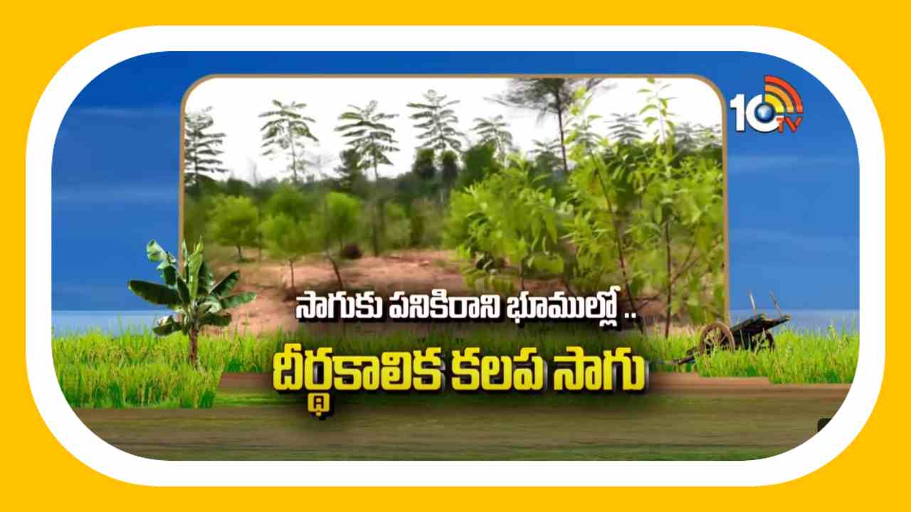Uncultivable Lands : బంజరు భూముల్లో వృక్షాల పెంపకం.. ధీర్ఘకాలిక కలపతో అధిక ఆదాయం Uncultivable Lands : బంజరు భూముల్లో వృక్షాల పెంపకం.. ధీర్ఘకాలిక కలపతో అధిక ఆదాయం