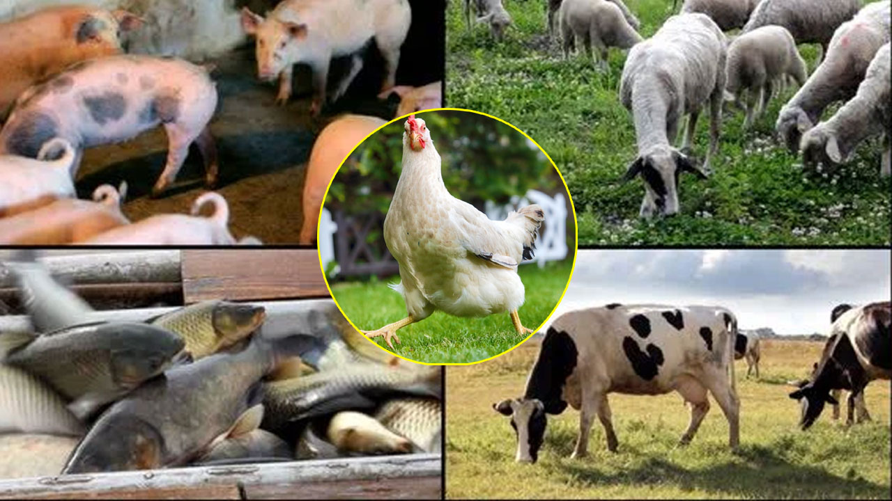 Daily Meat Product: మన ఆకలి తీర్చడం కోసం రోజుకు ఎన్ని లక్షల జంతువులను వధిస్తున్నారో తెలుసా? Daily Meat Product: మన ఆకలి తీర్చడం కోసం రోజుకు ఎన్ని లక్షల జంతువులను వధిస్తున్నారో తెలుసా?