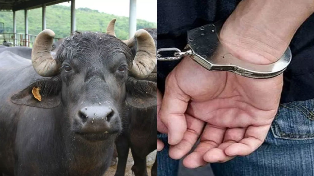 man arrested for buffalo theft after six decades in karnataka