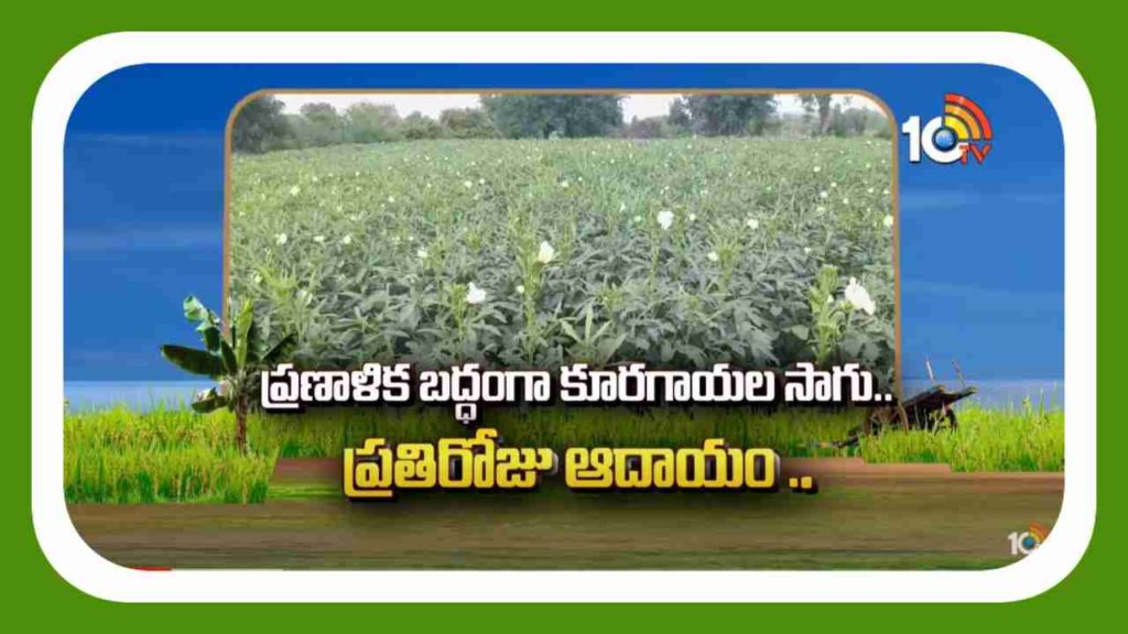 Vegetable Farming