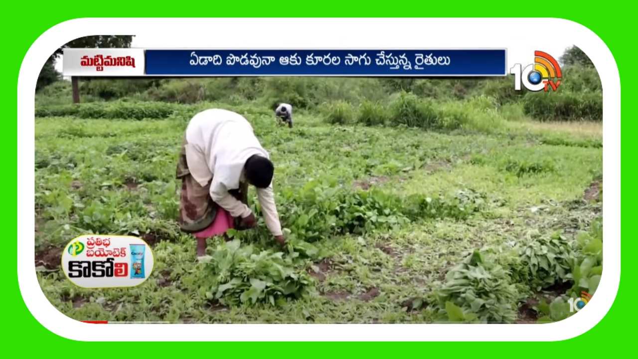 Vegetable Farming : ఆకుకూరలకు కేరాఫ్ కంచల గ్రామం Vegetable Farming : ఆకుకూరలకు కేరాఫ్ కంచల గ్రామం