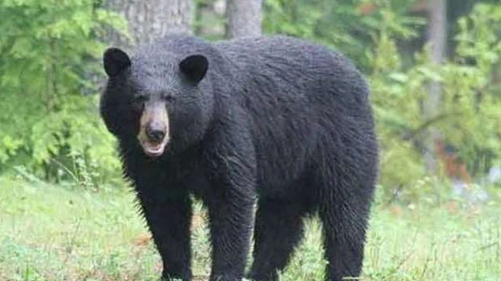 bear trapped