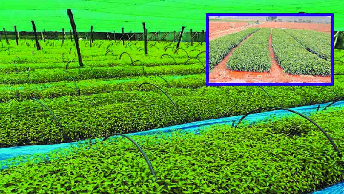 Chilli Nursery : నాణ్యమైన మిరప నారు ఉత్పత్తిలో సూచనలు Chilli Nursery : నాణ్యమైన మిరప నారు ఉత్పత్తిలో సూచనలు