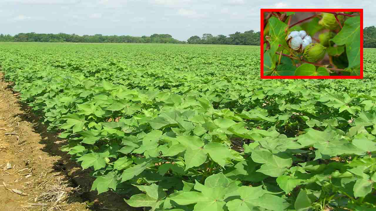 Cotton Farming : పత్తిసాగులో దిగుబడులపై ప్రభావం చూపే కలుపు మొక్కలు Cotton Farming : పత్తిసాగులో దిగుబడులపై ప్రభావం చూపే కలుపు మొక్కలు