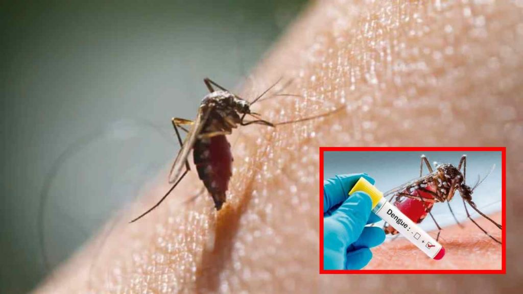 dengue cases