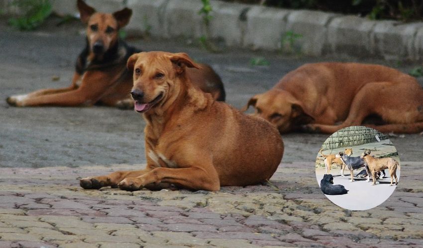 Dogs : ఇలాంటి పొజిషన్లో ఉన్న కుక్కల జోలికెళ్లొద్దు .. మీద పడి రక్కేస్తాయి.. Dogs : ఇలాంటి పొజిషన్లో ఉన్న కుక్కల జోలికెళ్లొద్దు .. మీద పడి రక్కేస్తాయి..