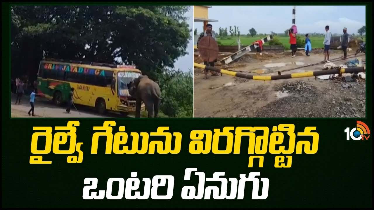 Elephant : పార్వతీపురం మన్యం జిల్లాలో ఏనుగు హల్‎చల్