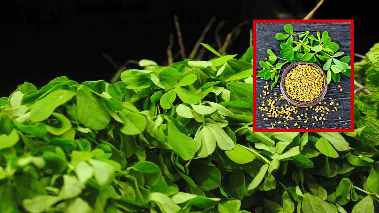 Benefits Of Methi : బొడ్డు కొవ్వును తగ్గించడానికి మెంతి గింజలు ఎలా ఉపయోగపడతాయి ? మేతి వల్ల కలిగే అనేక ప్రయోజనాలు Benefits Of Methi : బొడ్డు కొవ్వును తగ్గించడానికి మెంతి గింజలు ఎలా ఉపయోగపడతాయి ? మేతి వల్ల కలిగే అనేక ప్రయోజనాలు