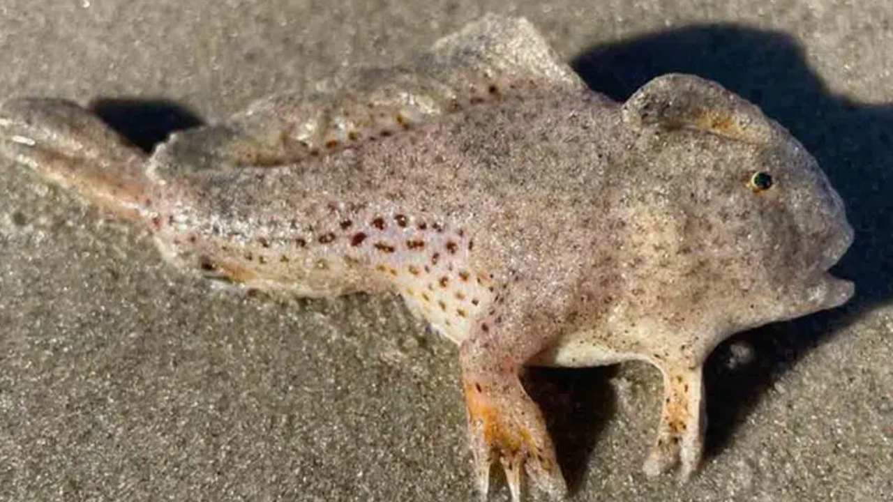 Strange Fish : చేతులు కలిగిన వింత చేప.. ఆస్ట్రేలియా బీచ్ లో దర్శనం Strange Fish : చేతులు కలిగిన వింత చేప.. ఆస్ట్రేలియా బీచ్ లో దర్శనం