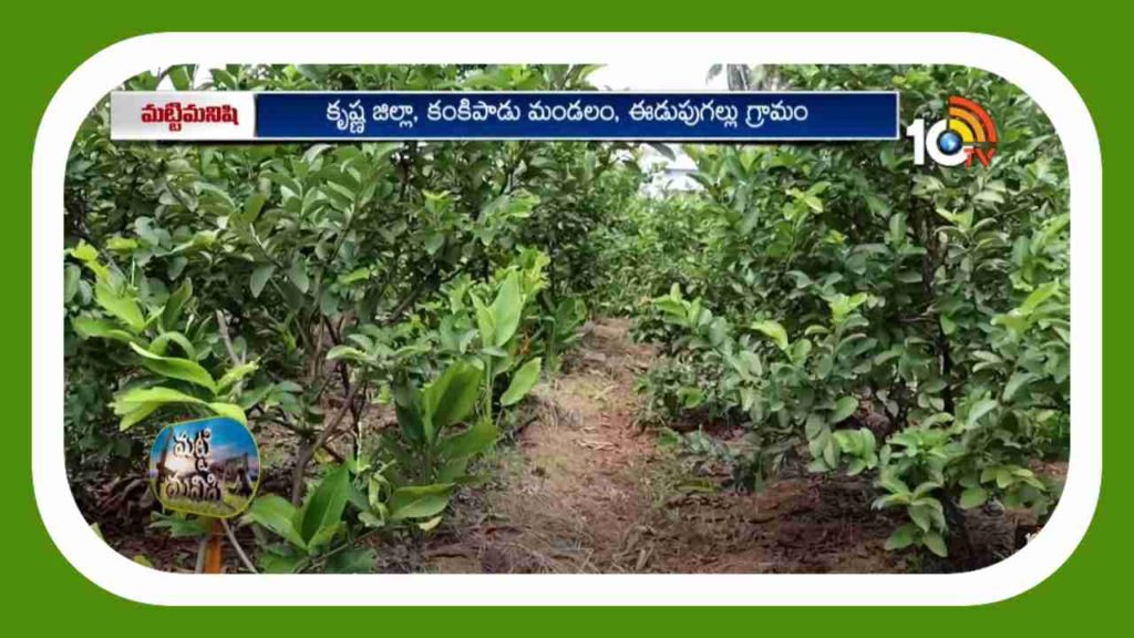 fruit plantations
