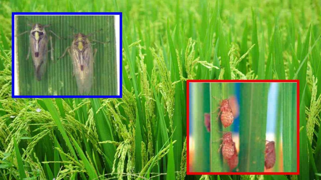 insect pests