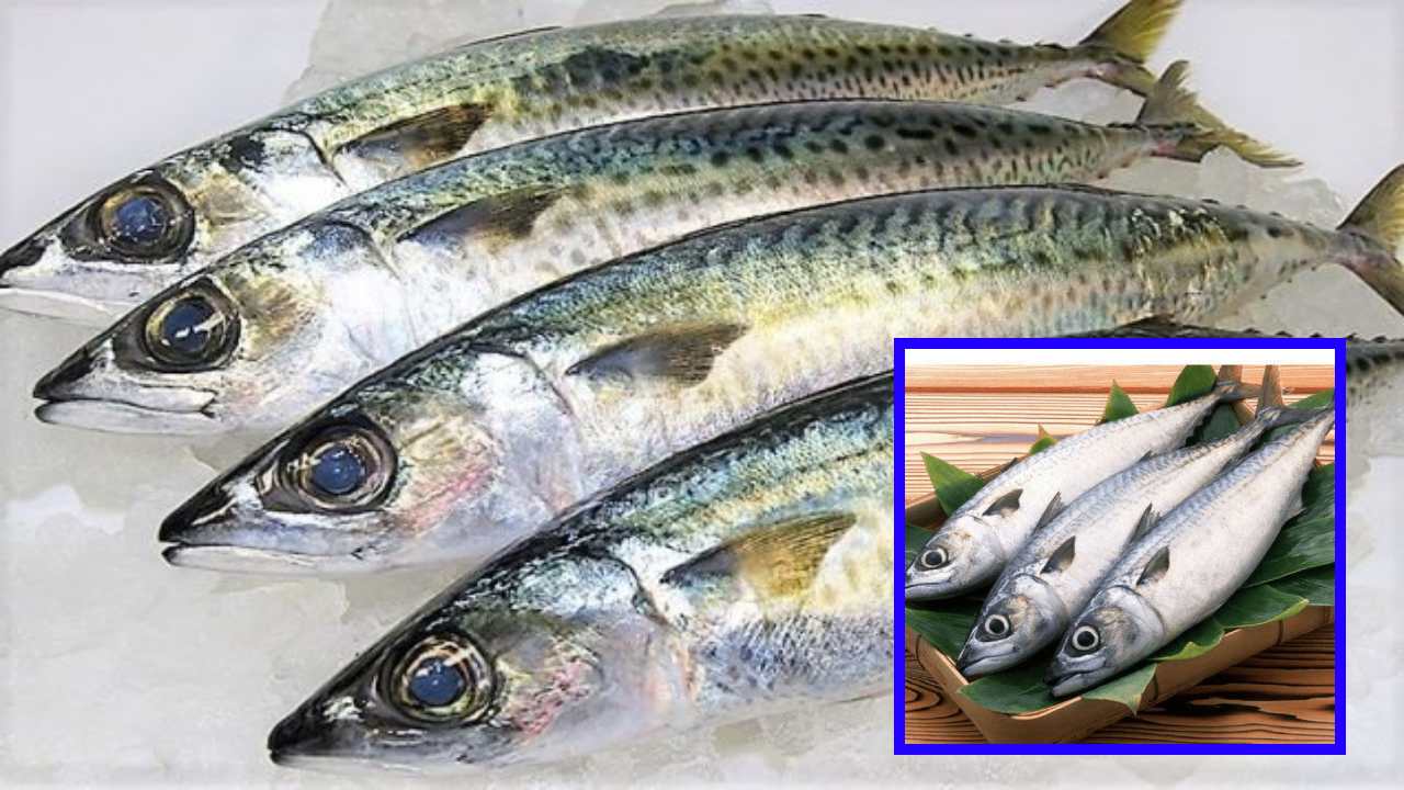 Managing Uric Acid Levels : యూరిక్ యాసిడ్ స్థాయిలను అదుపులో ఉంచడంలో సహాయపడే చేపలు ! Managing Uric Acid Levels : యూరిక్ యాసిడ్ స్థాయిలను అదుపులో ఉంచడంలో సహాయపడే చేపలు !