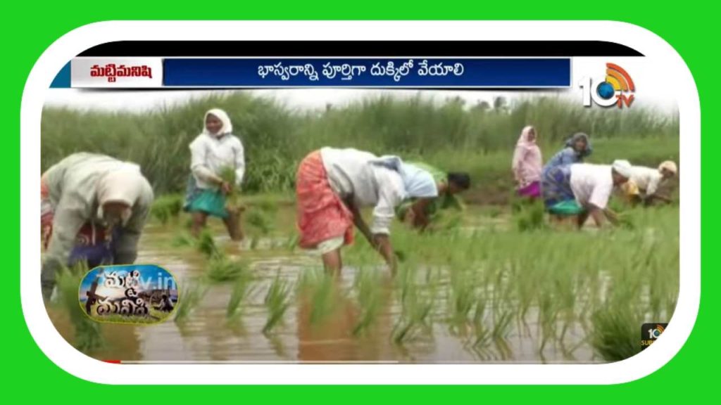 paddy cultivation
