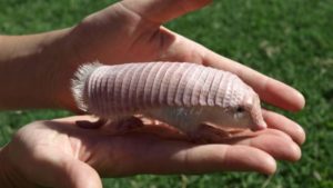 pink fairy armadillo
