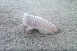 pink fairy armadillo