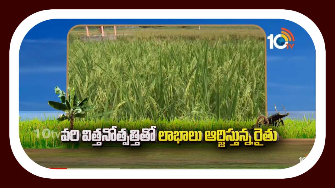 Rice Seed Production : వరి విత్తనోత్పత్తితో లాభాలు ఆర్జిస్తున్న రైతు Rice Seed Production : వరి విత్తనోత్పత్తితో లాభాలు ఆర్జిస్తున్న రైతు