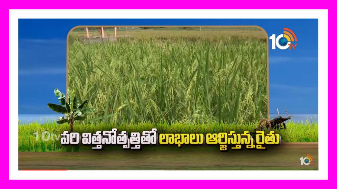 Rice Seed Production : వరి విత్తనోత్పత్తితో లాభాలు ఆర్జిస్తున్న రైతు Rice Seed Production : వరి విత్తనోత్పత్తితో లాభాలు ఆర్జిస్తున్న రైతు