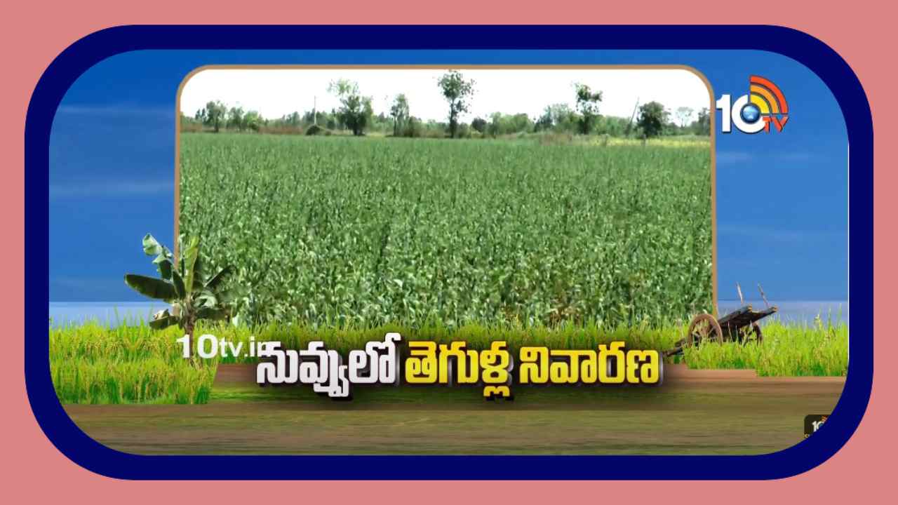 Sesame Crop : నువ్వులో పెరిగిన తెగుళ్ల ఉదృతి.. నివారణకు పాటించాల్సిన సమగ్ర యాజమాన్యం Sesame Crop : నువ్వులో పెరిగిన తెగుళ్ల ఉదృతి.. నివారణకు పాటించాల్సిన సమగ్ర యాజమాన్యం