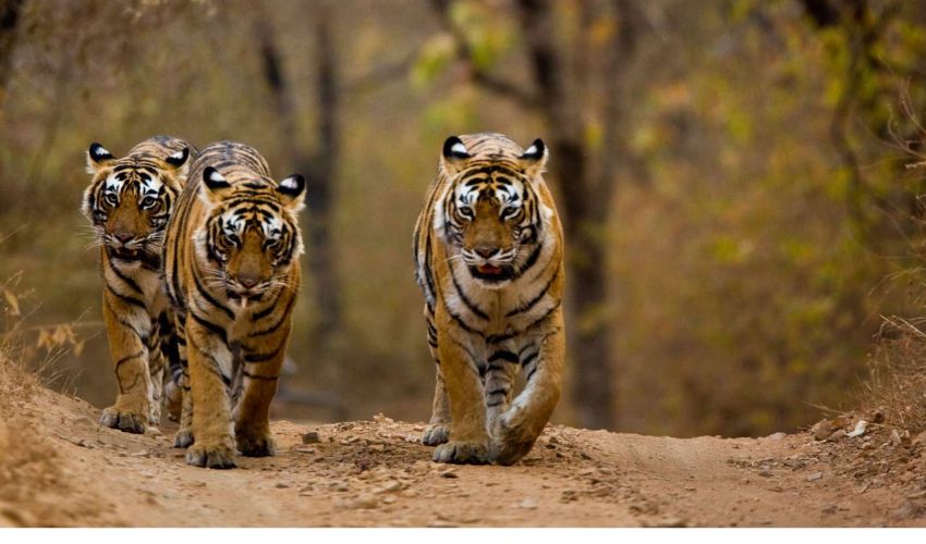 tamil nadu  Tigers