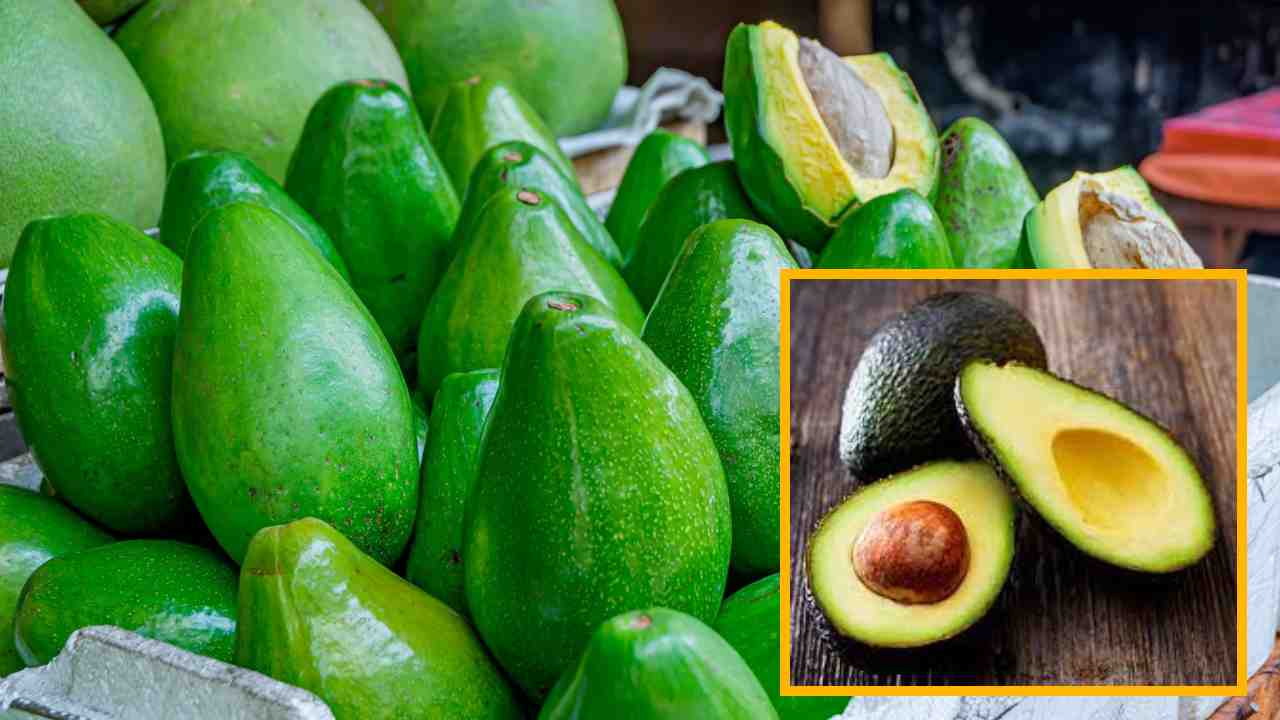 Avocado Health Benefits : శీతాకాలంలో అవకాడో తినటం వల్ల కలిగే ఆరోగ్య ప్రయోజనాలు తెలుసా ! Avocado Health Benefits : శీతాకాలంలో అవకాడో తినటం వల్ల కలిగే ఆరోగ్య ప్రయోజనాలు తెలుసా !