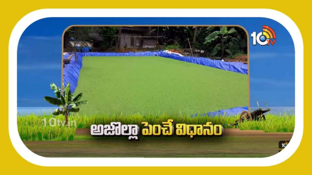 Azolla Cultivation