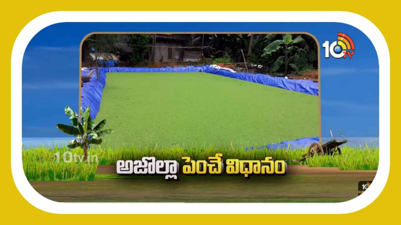 Azolla Cultivation : రైతుల పాలిట కల్పతరువుగా అజొల్లా సాగు Azolla Cultivation : రైతుల పాలిట కల్పతరువుగా అజొల్లా సాగు
