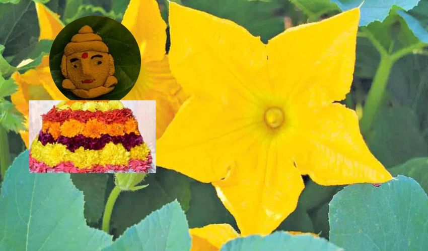 Bathukamma 2023 : బతుకమ్మ సిగలో ‘గుమ్మడి పువ్వు’ పసుపు గౌరమ్మ కొలువు Bathukamma 2023 : బతుకమ్మ సిగలో ‘గుమ్మడి పువ్వు’ పసుపు గౌరమ్మ కొలువు