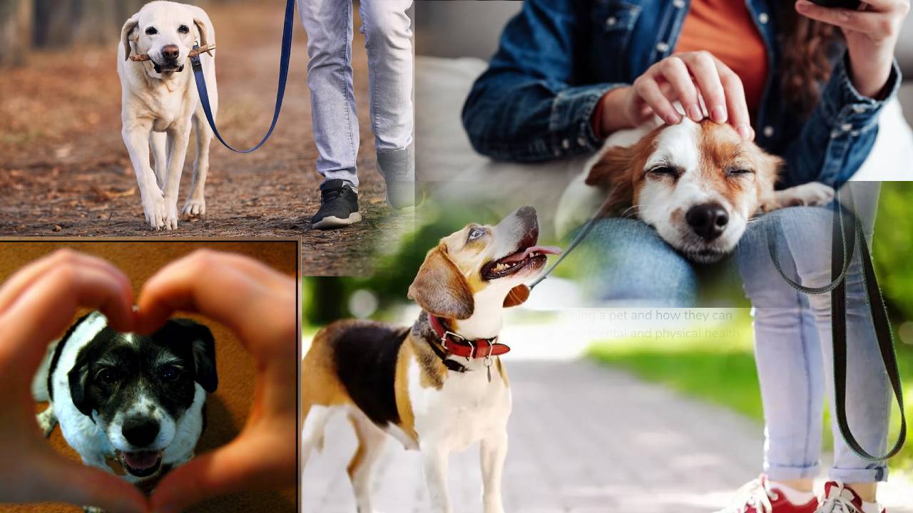 Pet Dog : కుక్కను పెంచుకుంటే ఎన్ని లాభాలో తెలుసా..? Pet Dog : కుక్కను పెంచుకుంటే ఎన్ని లాభాలో తెలుసా..?