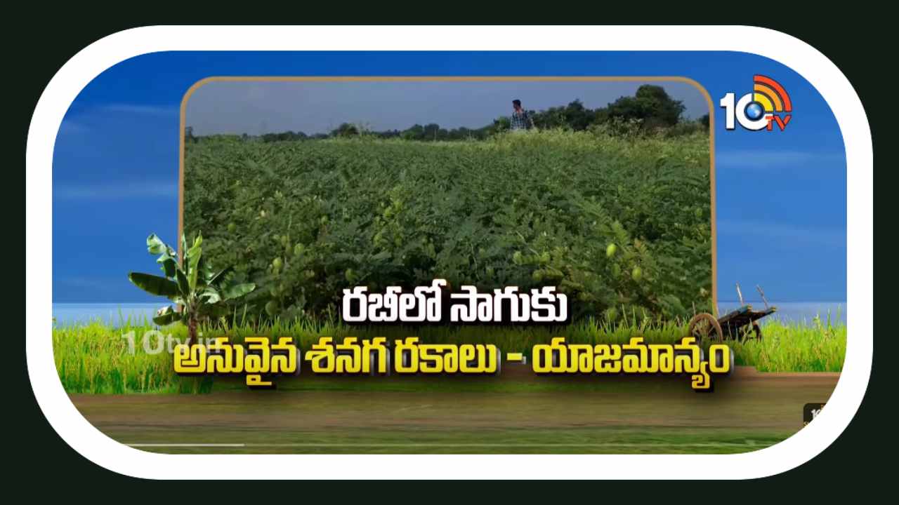 Bengal Gram Cultivation : రబీ శనగ సాగుకు అనువైన రకాల ఎంపిక.. యాజమాన్యంలో తీసుకోవాల్సిన జాగ్రత్తలు Bengal Gram Cultivation : రబీ శనగ సాగుకు అనువైన రకాల ఎంపిక.. యాజమాన్యంలో తీసుకోవాల్సిన జాగ్రత్తలు