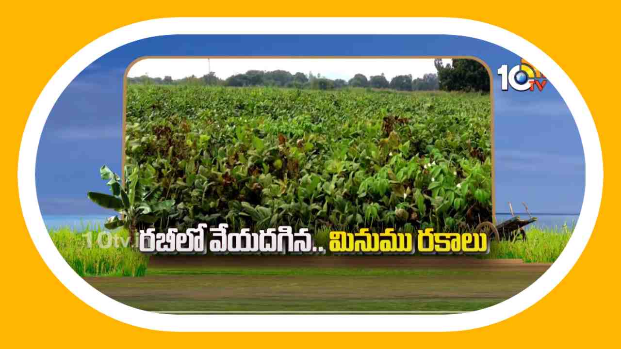 Black Gram Cultivation : రబీకి అనువైన మినుము రకాలు.. అధిక దిగుబడుల కోసం మేలైన యాజమాన్యం Black Gram Cultivation : రబీకి అనువైన మినుము రకాలు.. అధిక దిగుబడుల కోసం మేలైన యాజమాన్యం
