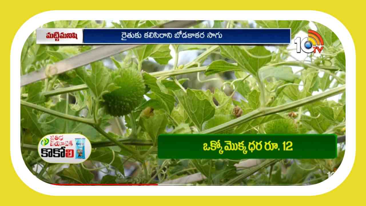 Bodakakara Cultivation : కలిసిరాని బోడకాకర సాగు..వాతావరణ మార్పులే కారణం Bodakakara Cultivation : కలిసిరాని బోడకాకర సాగు..వాతావరణ మార్పులే కారణం