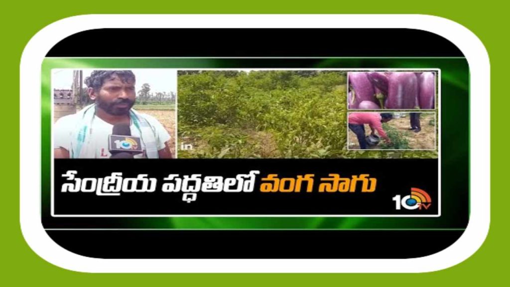 Brinjal Crop