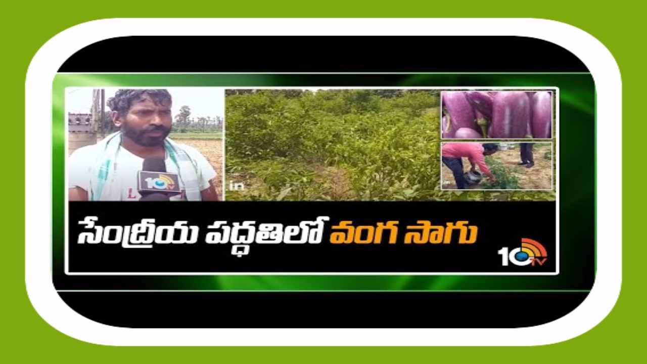 Brinjal Crop : ప్రకృతి విధానంలో వంగ సాగు Brinjal Crop : ప్రకృతి విధానంలో వంగ సాగు